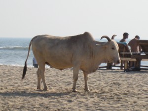 Holy cow (on beach)