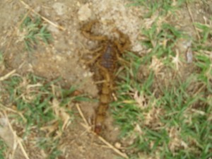 (Dead) scorpion outside of my hut door 