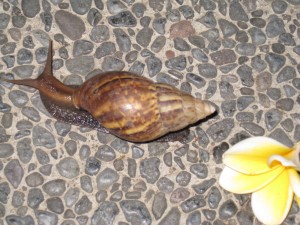 Even the snails are beautiful in Bali...